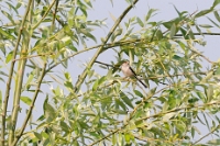 Aegithalos caudatus (Codibugnolo)